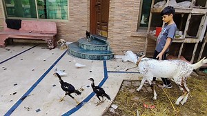 Hen with chicks | enjoying meal with chicks | Smart Fancy Farm