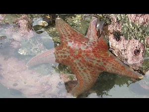 Tide pool with starfish - Fitzgerald Marine Reserve, Moss Beach, California
