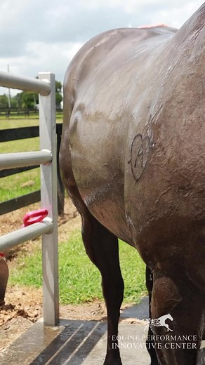 3.9K views · 30 reactions | A great way to exercise your athlete during these extremely hot days is the Equine Swimming Pool! Check out that after workout breathing on this Barrel Racing Athlete! Call to book your appointment today! #equinepool #horsepool | Equine Performance Innovative Center: EPIC | Facebook