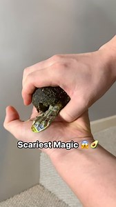 177K views · 41 reactions | Scariest Magic 陋 Credits: Zombie Hand by @hansonchienproduction #magic #comedy #illusion #wednesdayaddams | JEKI YOO Magician | Facebook