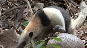 Tamandua Adult Lone Eating Northern Costa: Stockvideos & Filmmaterial (100 % lizenzfrei) 1011628052 | Shutterstock