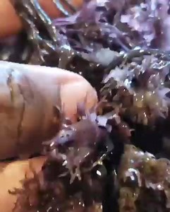 Fresh Chondrus Crispus being cleaned and prepared for making gel. What do you like to put sea moss in? _ #AlkalineEclectic #AlkalineBeyondVegan #DrSebiApproved #AfricanBioMineralBalance #Alkaline #DrSebi #CellFood #AlkalineFoods #AHealthyCrush #BeyondVegan #Healthiswealth #Alkalinerecipe #MineralsFast #MucusFreeFoodDetox 🛒 ALKALINEECLECTICHERBS.COM | Crush Foster