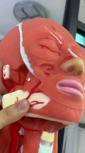 Silicone Male Muscle Model | Realistic Anatomy & Detailed Design