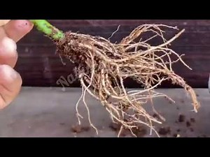 How to grow mango tree from cutting