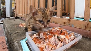 this kitten stay at Preah puth mean bon pagoda | The Gohan And Cats