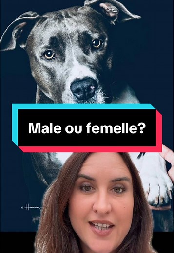 Male ou femelle ? Découvrez le sexe de mon chien !