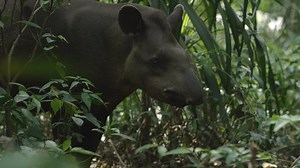 Tapir, Mammal, Tapirus