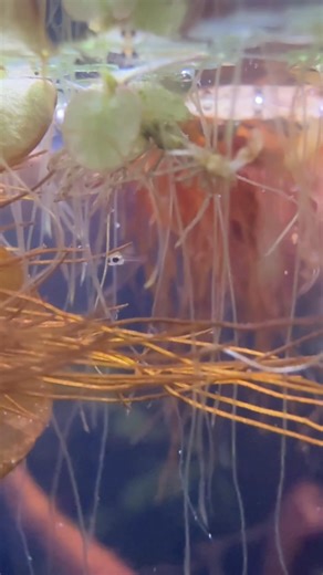 Fry are doing well feeding on vinegar eels and hard boiled egg yolk. This video is a day behind there are 100 zooming around. New vid tomorrow! | Rift 2 Reef Aquatics