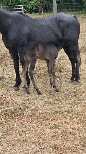 46K views · 763 reactions | ‼️Potranquita Blue Roan DISPONIBLE‼️...