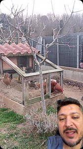 532K views · 48K reactions | Galinheiro móvel | Hebert Jhonatan | Facebook