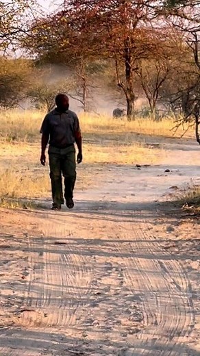 An elephant will urinate approximately 50 liters throughout the day, voiding 10 liters each time they urinate. Kindly please follow @witoafricasafaris for more wild contents and safari inquiries in Africa Video via @elephant.lover.lover - #travelphotographer #wild #tour #wildlifephotography #nature #wildlife #mothernature #travel #photooftheday #safari #instanature #naturelover #adventure #instagram #traveling #natureisbeautiful #joysafaribay #naturelover #earthcapture #animallover #africasafari
