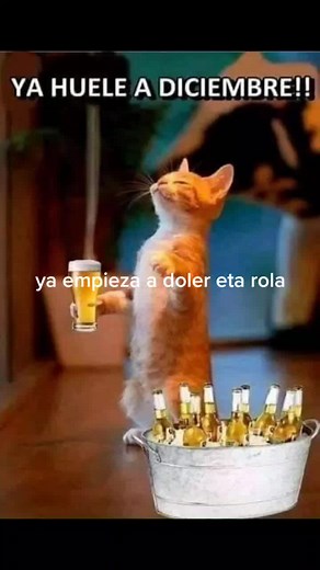 Cat Celebrating December with Beer and Fireworks