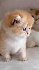 487K views · 33K reactions | Cutest Thing You’ll See Today 梁 #cats #cutecat #kitty #usa #cat #catlover #fblifestyle | Caglar House Cattery Alp | Facebook