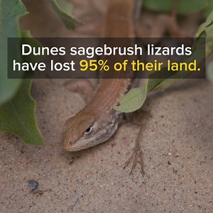 Save this lizard species now! Relentless oil drilling has pushed the dunes sagebrush lizard to the brink of extinction.The Fish and Wildlife service needs to enforce regulations, now. The dunes sagebrush lizards have lost more than 95% of their habitat to oil and gas development, sand mining for fracking, and livestock grazing. Lesser prairie chickens also now occupy a fraction of their historic range — losing just a small amount of suitable habitat could send the species into a death spiral. An