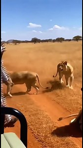 7.5K views · 49 reactions | This is not a movie  A man enters a pride of adult male lions wearing a full-body spike suit. The lions attack, jump, bite — but the spikes stop them. Terrifying. Fascinating. Unreal.  Follow RealitySpark for real moments where nature meets human limits  Share if this made your heart race  #RealitySpark #LionEncounter #WildlifeReality #HumanVsNature #SurvivalExperiment #ViralNature | RealitySpark | Facebook