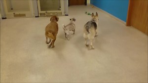 18 reactions | Harley, Ditka, Lily, Bailey, Floki, Lucy, Speedy & Mercy | Mutt Nuts | Facebook