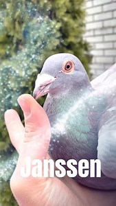 Janssen! ✨ Un porumbel filmat așa cum se cuvine pentru cei ce iubesc această linie. 🤩 #pigeons #racingpigeons #petreastarspigeons #porumbei #cestpharma | Petrea Stars Pigeons