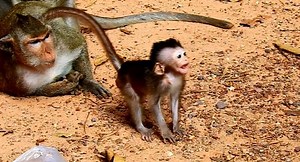 Extremely smart & naughty baby Vixen shout call king walk nearby | Animals JoJo Family