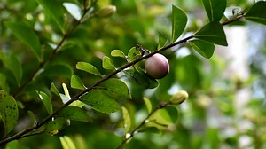 Cocoplum (Chrysobalanus Icaco) | Veliyath Gardens