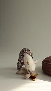 Luxury Dog Bed - **free Toy With Every Order!** - Etsy Canada