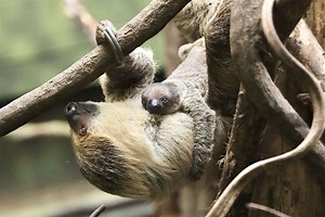 ‘Inquisitive’ baby two-toed sloth born at London Zoo