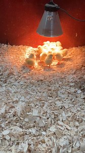 New arrivals for the animal zones! Our new chicks are ready to meet our half term visitors! 🐤 🐥🐥🐥🐥🐥🐥 | Lower Drayton Farm