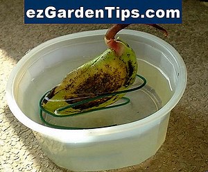 Jak zasadit Liatris Spicata 🌱 Tipy Zahradníci - Cs.ezGardenTips.com