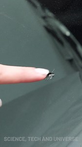 2.9K views | Windshield Scratch Repair! | Furniture Fashion | Facebook