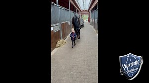 🏡🏆UNIQUE OPPORTUNITY TO OWN A WONDERFUL SCHOOLMASTER🏆🏡 🇩🇪‘CAMELOT’ 🏆10yo Gelding 🏆1.74m 🎥 [https://youtu.be/KIoJ_8CSVrg](https://youtu.be/KIoJ_8CSVrg) ✈️Located in Germany, Worldwide transport available. 🥇CONSISTENT WINNER UPTO LEVEL ‘M’ AND 2ND PLACE AT HIS ONLY OUTING AT 4TH LEVEL LAST TIME OUT, now ready to go on with a new rider and continue winning.🥇 The perfect horse for a young rider or capable amateur wanting to jump straight into the saddle at a higher level and get out compe