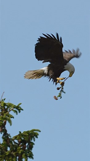 After getting harassed by an Osprey , it was time to get some neat materials !! #baldeagle #eagles #sony #raptors #birdsofprey #wildlife | Mike J Dukarm