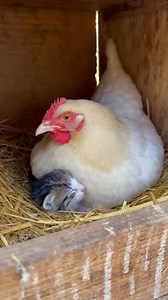 101K views · 4.6K reactions | A Hen Keeping a Kitten Warm ❤️ #chickenlover #roosters #hens #flock #chickens #farmlife #chickenfarm | Simply Chickens | Facebook