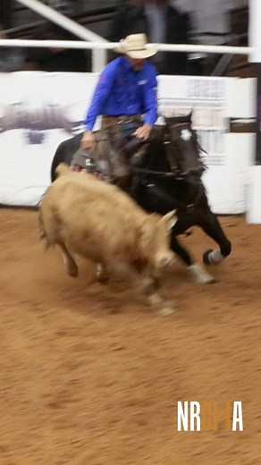 High cow work score goes to Dr StrangeLove and Shane Steffen. The pair marked a 223 for the J Pearson Trust in the Snaffle Bit Futurity®. #nrchasnafflebitfuturity #nrchasnafflebitfuturity2023 #coworse #reinedcowhorse #nrcha #cowhorse #snafflebitfuturity #cowboy #western #fortworthtx | National Reined Cow Horse Association