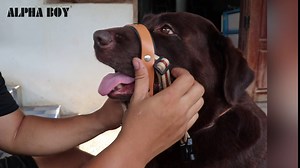 ALPHA BOY Dog Training HeadCollar – Comfortable and Gentle Dog Halter for All Breeds – Easy to Use Dog Head Halter – Genuine Leather Strap – One-Piece Dog Pulling Harness with Quick Release Buckle (M)