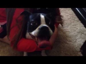 Vocal Boston Terrier makes funny sounds