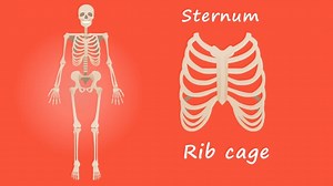 Mensch Skelett Anatomie - Free video on Pixabay