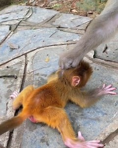 Small baby monkey shacking cry look hurt bad when mother blocking not allow milk | Monkey BiBi