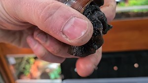 🐌🐌🐌🐌🐌🐌🐌🐌🐌🐌🐌🐌Giant land snails🐌🐌🐌🐌🐌🐌🐌🐌🐌 | Jungle pets
