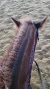 30 reactions · 5 comments | Runt Rageth One of the funnest parts of the MMM is all the teasing and harassment among the competitors!! Its all in good fun ilove it! | Missouri Mule Makeover/Ozark Mule Days | Facebook