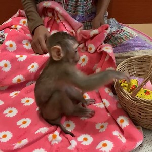 2.4K views · 95 reactions | After take a shower, adorable baby monkey site eat mommy wear urine pants | Monkey ROJO | Facebook