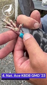 Thierry Vercruysse (Anzegem, BE) shows his 4. Nat. Ace KBDB GMD old birds 2023. BE21-3061661 wins: 11. Prov. Argenton II 2,454 b. 13. Prov. Chateauroux I 1,174 b. 16. Nat. Argenton I 13,103 b. 190. Nat. Bourges I 21,075 b. Congratulations Thierry! | PIPA