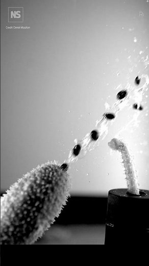 Ever heard of a squirting cucumber?