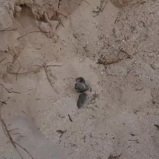 #TurtleFacts #TurtleTime #TurtlePower #TurtleLife #TurtleLove | Beautiful Turtle