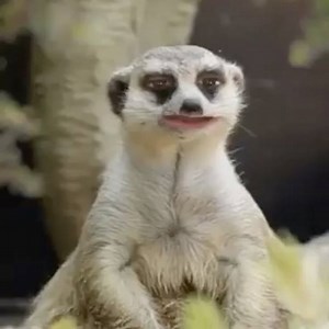 3.8K views · 82 reactions | hahahahahhahahahahahahhahahaha | Gabi Garcia | Facebook