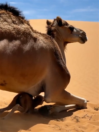 Magical Desert Moment: Newborn Camel's First Steps
