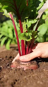 Regrow beets from kitchen scraps : Easy | Garden and home tricks