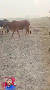 78K views · 3.4K reactions | #fbreels #facts #viral #cow #milk #farming #foryou #feed #punjabi #cowfeed #cowfarm #fbreelsfypシ゚ #fbreelsfypシ゚viralfbreelsfypシ゚viral | X Y Z PK | Facebook