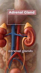 163K views · 4.2K reactions | What IS Adrenaline? Hormone,...