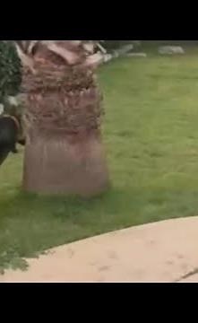 German Shepherd chasing a Yorkie is a scene straight out of Looney Tunes | SWNS #shorts