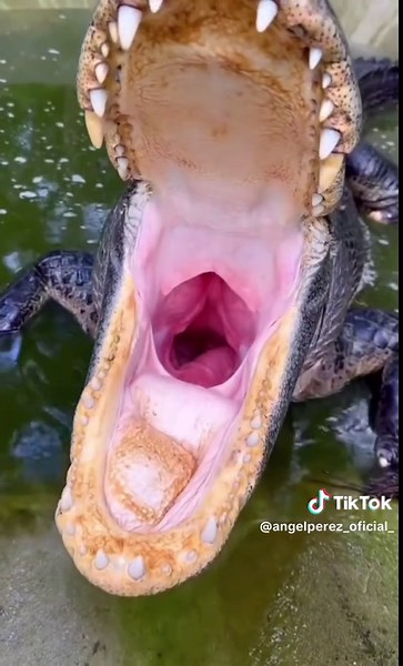 La creta #lacreta | creta