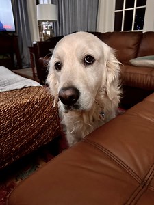 Dis Bubba helps clean up room. 🤓 Expert Picker Upper, Bubbacini | Along Came Polly, Rosie and Bubba